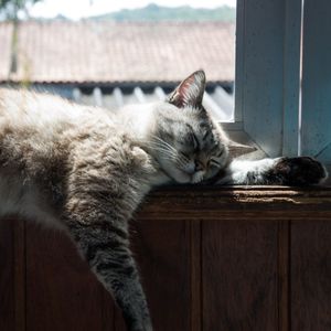 Image post by @nulopetfood on Instagram