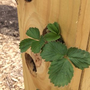 Image post by @kidsgardening on Instagram