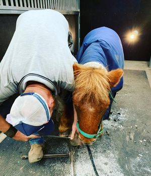 Image post by @snaffle_it on Instagram