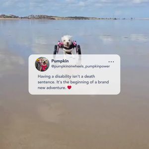 Image post by @walkinpets on Instagram