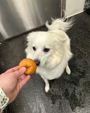 Image post by @dogtopiagr on Instagram