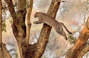 Image post by @chiawasafaris on Instagram