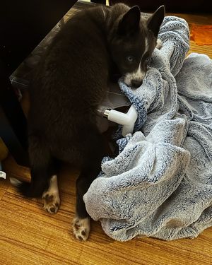 Image post by @tux_the_blue_pomsky on Instagram