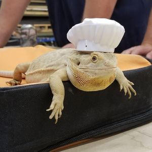 Image post by @animalplanet on Instagram