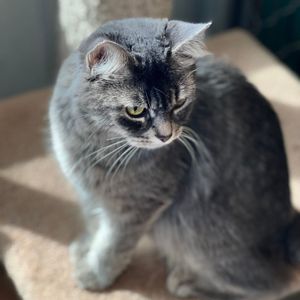 Image post by @whitmanpets on Instagram