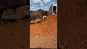 Video post by @pbr on YouTube