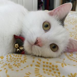 Image post by @animalplanet on Instagram