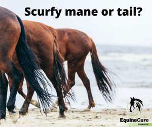Image post by @equinecareprobiotic on Instagram