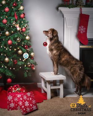 Image post by @evolvepetfood on Instagram