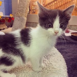 Image post by @animalplanet on Instagram