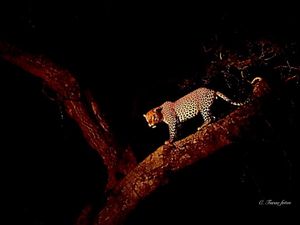 Image post by @chiawasafaris on Instagram