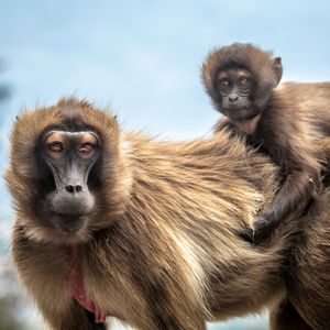 Image post by @animalplanet on Instagram