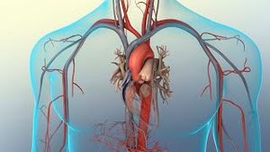 Video post by @nucleusmedicalmedia on YouTube