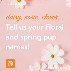 Image post by @dogtopiagr on Instagram