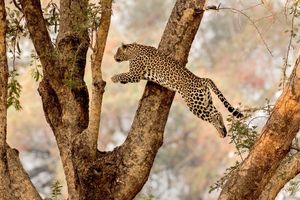 Image post by @chiawasafaris on Instagram