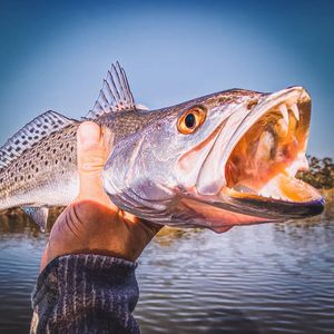 Image post by @toadfishoutfitters on Instagram