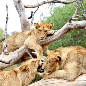 Image post by @chiawasafaris on Instagram