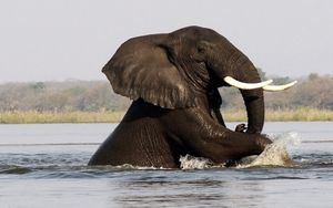 Image post by @chiawasafaris on Instagram