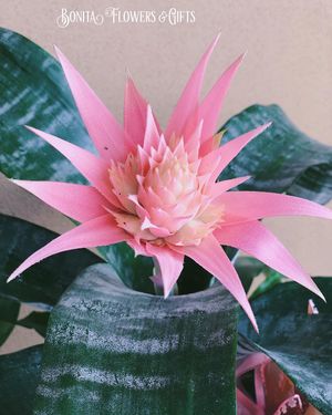 Image post by @bonita_flowers on Instagram