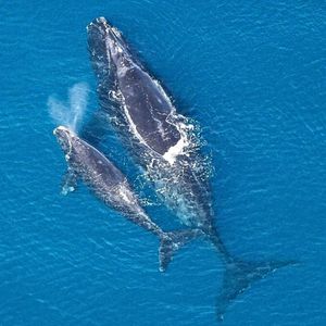 Image post by @centerforbiodiv on Instagram