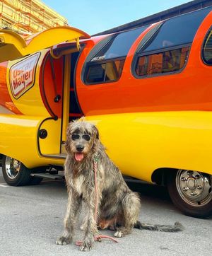Image post by @thesavannahwolfhound on Instagram