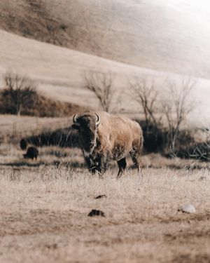 Image post by @tielerfriedline on Instagram
