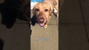 Video post by @livelikeroofoundation on YouTube