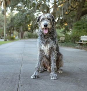 Image post by @thesavannahwolfhound on Instagram