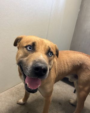 Image post by @whitmanpets on Instagram