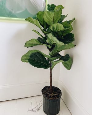 Image post by @thegreenhousejax on Instagram