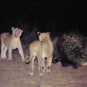 Image post by @chiawasafaris on Instagram