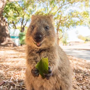 Image post by @animalplanet on Instagram