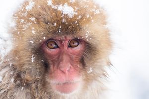 Image post by @Discovery on Twitter/X
