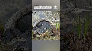 Video post by @accuweather on YouTube