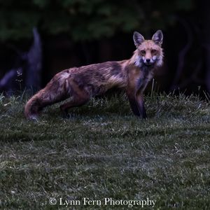 Image post by @lynnfernphotography on Instagram