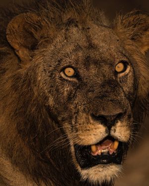 Image post by @chiawasafaris on Instagram