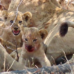 Image post by @chiawasafaris on Instagram