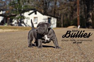 Image post by @1911bullies on Facebook