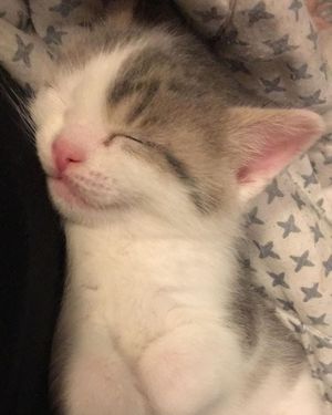 Image post by @kowalskikitties on Instagram