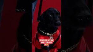 Video post by @sportsnet on YouTube