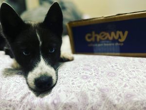 Image post by @tux_the_blue_pomsky on Instagram