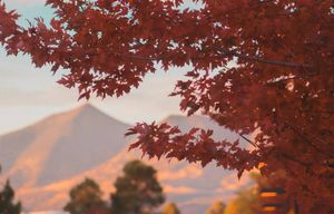 Image post by @nauflagstaff on Instagram