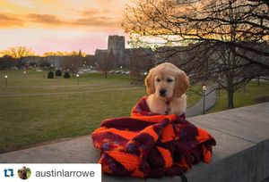 Image post by @collegiatetimes on Instagram
