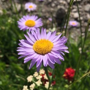 Image post by @kidsgardening on Instagram