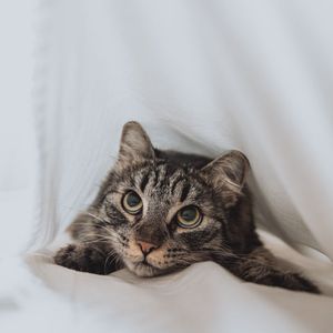 Image post by @nulopetfood on Instagram
