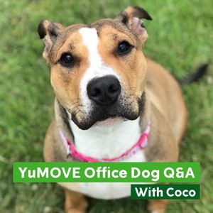 Image post by @yumove_usa on Instagram
