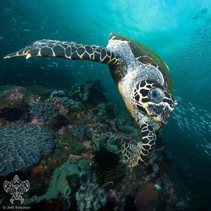 Image post by @discovery on Instagram