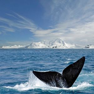 Image post by @discovery on Instagram
