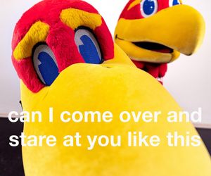 Image post by @universityofkansas on Instagram