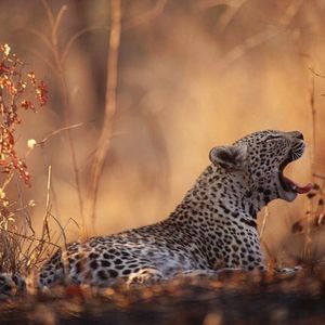 Image post by @discovery on Instagram